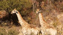 Pillanesburg National Park 2 Day Safari from Johannesburg