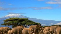2 Days Amboseli Private Safari