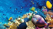Full-Day Snorkeling Adventure in Ras Mohammed National Park