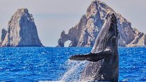 Hear the whales as you see them! True world class whale watching!