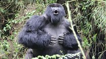 Gorilla trekking