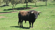 Half-Day Guided Tour to a bull farm in Madrid