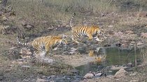 Exclusive Ranthambore Tiger Safari