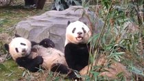 Private Day Tour to Chengdu Panda Base by Round-way Flight from Beijing