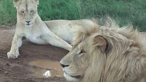 Kruger National Park Full Day Tour Minimum 2people 
