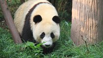 1-Day Chengdu Layover Tour: Panda Base, city central with Round Airport Transfer
