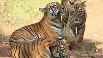Delhi Agra Jaipur Ranthambore Tigers 5 Days Tour From Delhi