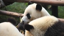 Half-Day Self-Guided Chengdu Panda Research Base Tour