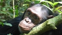 15 Day Gorillas, Chimps and Big 5 Safari Tour