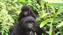 Safari to Bwindi Impenetrable Forest and Queen Elizabeth National Parks