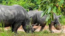1 day Rhino tracking in Uganda (Ziwa Rhino Sanctuary