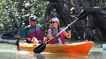 Damas Island Kayaking Mangrove Tour from Manuel Antonio