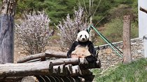 1-Day Self-Guided Dujiangyan Tour: Panda Volunteer Program and Mount Qingcheng
