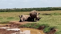5 Days Olpejeta Conservancy & Solio Rhino sanctuary