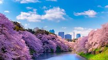 Sakura Cherry Blossom Private Tour with Native Japanese Driver