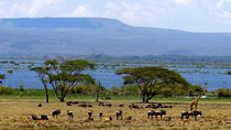 Day Tour to Lake Naivasha and Crescent Island 