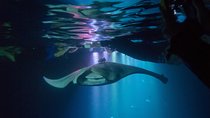 Manta Ray Night Snorkel Tour from Kona