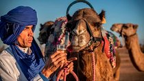 Thrill and Chill: Quad & Camel Ride Adventures in Agafay Desert