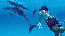 A Half Day Private Dolphins And Snorkeling Tour To Mnemba Island