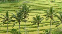 Jatiluwih and Tanah Lot Tour