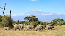 3 Days Amboseli Private Safari