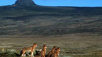 Trekking at Bale Mountains 3 Days