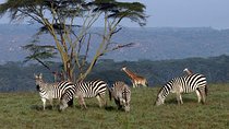 3 day Meru National Park Safari