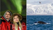 Winter Whale Watching & Northern Lights Cruise | Combo from Reykjavik