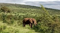 5 Day safaris Lake Naivasha, Maasai Mara, Nakuru National 
