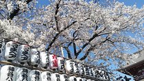 Cherry Blossom highlights, Asakusa, Ueno & Meiji shrine