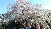 Cherry blossom highlights, Asakusa, Ueno, Yanaka 