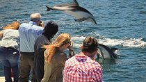 Dolphin Spotting Tour