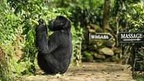 2-Day Gorilla Trek in Uganda