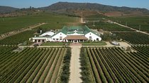 Casas del Bosque vineyard tour
