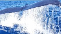 Guaranteed Whale Watch in Kona