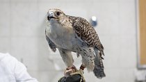 Falcon Hospital Tour with Hotel Pick up & Drop off 