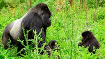 1 Day Gorilla Trekking Safari Tour