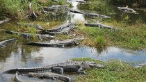 Private 4-hour Tour of Everglades from Miami Dade