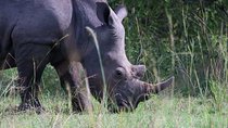 Day Tour Of Ziwa Rhino Sanctuary and Wildlife Ranch - ZIWA RHINO TREKKING