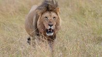 3-Day Serengeti NP & Ngorongoro Crater Safari