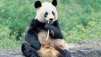 Best of Chengdu: Panda Visit and Cooking Class Experience