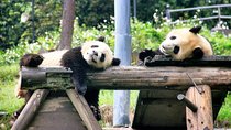 One Day Trip to Panda Base and Dujiangyan Irrigation Project