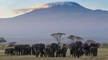 Day Tour To Amboseli National Park 