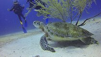 Certified 2-Tank Scuba Diving Tour from Montego Bay