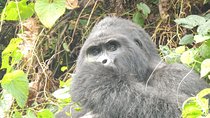 4 Day Bwindi Gorilla Trekking and walking Safari via Kigali
