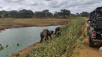 Yala National Park Safari from Unawatuna