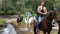 Horseback riding forest the virgin Cocora Valley