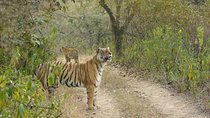 Full-Day Tour of Ranthambore from Jaipur