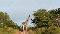 3 Days Safari to Saadani National Park + Boat Safari from Dar es Salaam