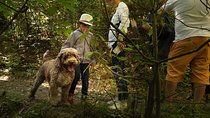 Truffle Picking Experience with 3 Course Meal in Chianti hills